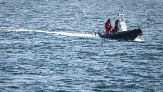 Buckelwal liegt weiterhin in Wismarer Bucht