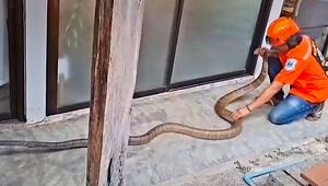 Fünf Meter langer Eindringling: Schlangenfänger kämpft mit Königskobra