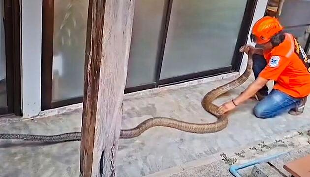 Fünf Meter langer Eindringling: Schlangenfänger kämpft mit Königskobra