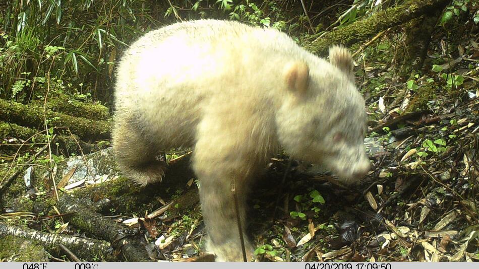 Albino-Panda in China