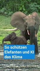 So schützen Elefanten und KI das Klima