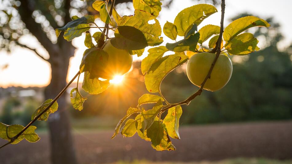Sonnenaufgang über einer Streuobstwiese