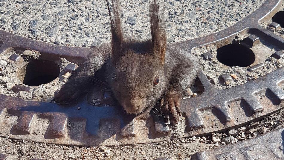 Eichhörnchen in Gullydeckel