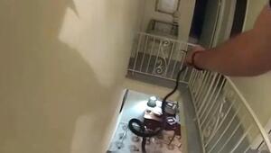Ungebetener Gast: Polizist holt Schlange aus Schlafzimmer einer Seniorin