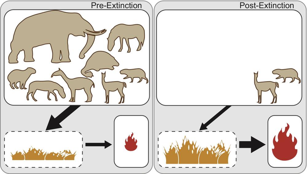 Erklärgrafik zum Einfluss grosser Pflanzenfresser auf die Brände