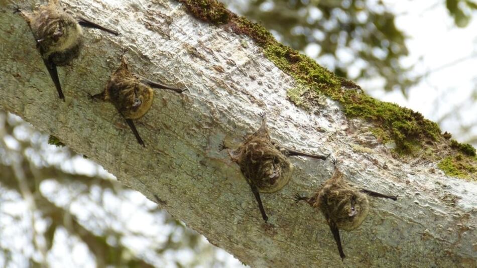 Fledermäuse im Garten