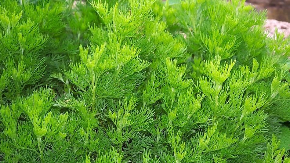 Eberraute ist seit Jahrhunderten als Heilpflanze bekannt