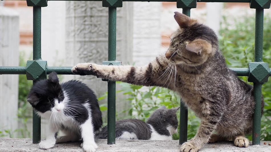 Katzen und ihre versteckten Hierarchien