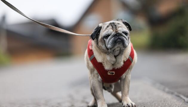 Demenz bei Haustieren - Mops Olli