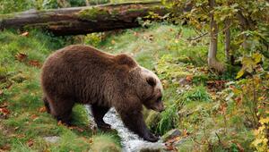 Ein Braunbär