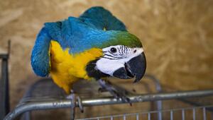 Ein blau-gelber Papagei beugt sich nach vorne.