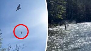 Knapp daneben: Fischadler lässt Fang direkt neben Angler in Fluss fallen
