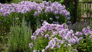 Hoher Sommer-Phlox in einem Staudenbeet