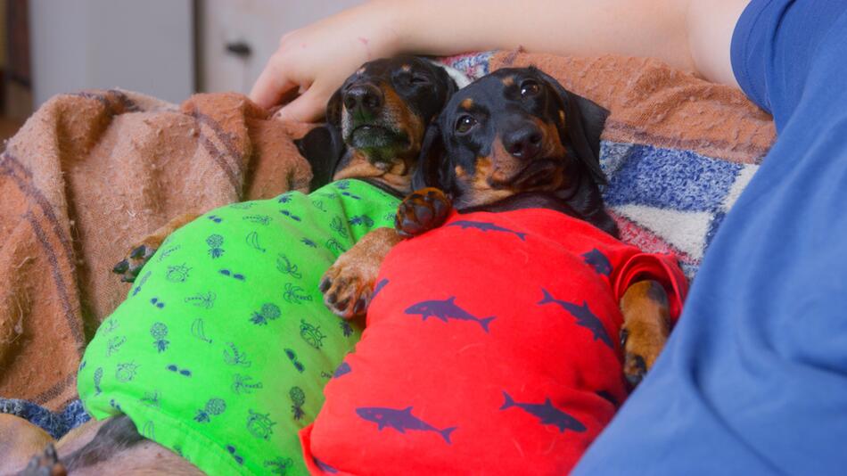 Was Hunde wirklich dick macht