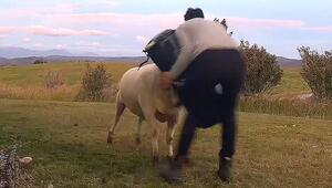 Schafbock gegen Boxsack: Aktion geht für Besitzer nach hinten los