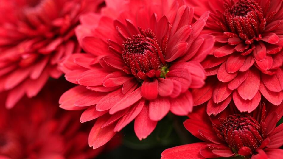 Chrysanthemen richtig pflanzen, pflegen und überwintern