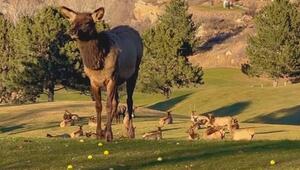 Grasen auf dem Grün: Hirsche legen Golfplatz in Colorado lahm