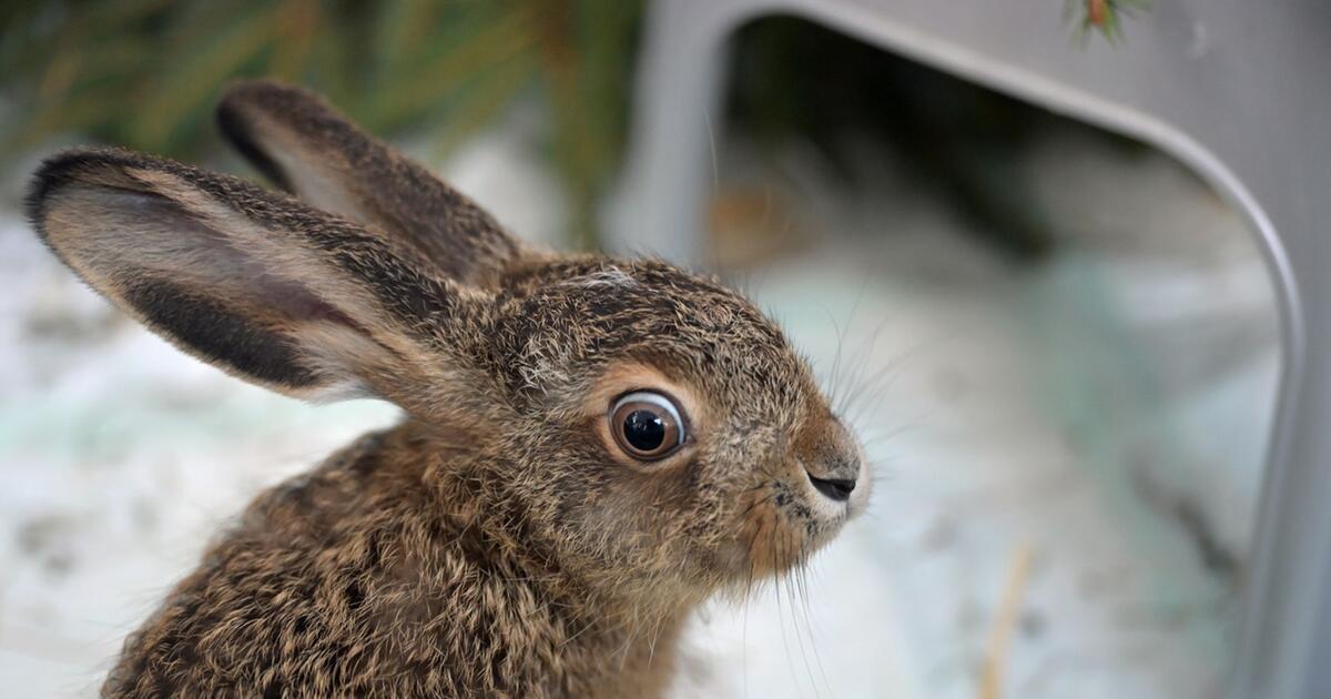 Moralische Pflicht oder schädlich: Soll man Wildtiere retten?