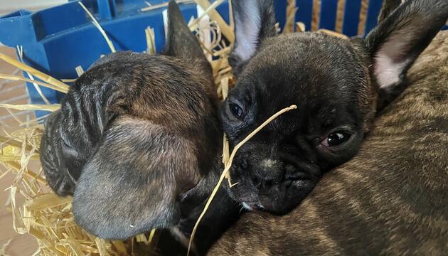 Illegaler Welpenhandel