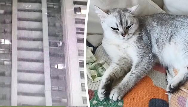 Weiche Landung nach freiem Fall: Katze überlebt Sturz aus dem 41. Stock