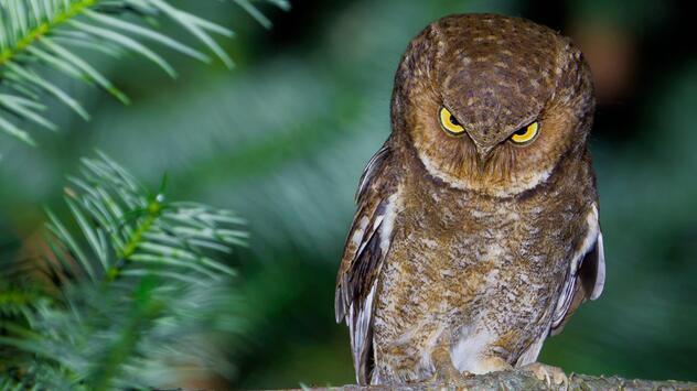 Nikon Comedy Wildlife