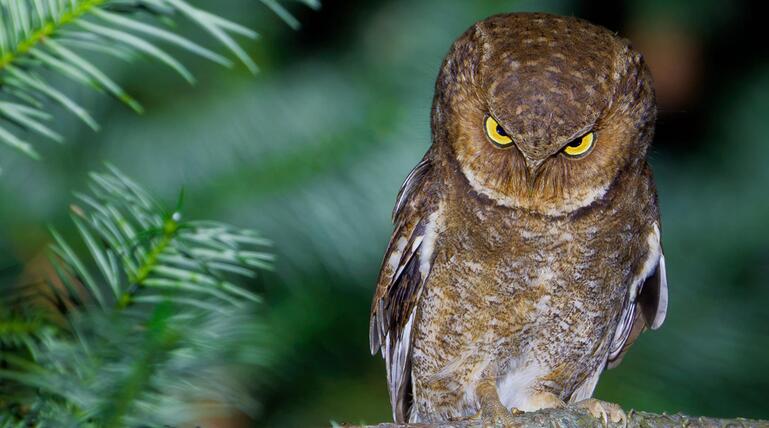 Nikon Comedy Wildlife