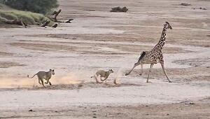Knapp entkommen: Giraffe lässt zwei Löwen Staub fressen