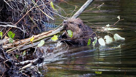 Biber, Damm, Natur, Klima, Klimahelfer, Umwelt
