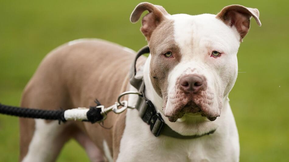 Verbot von XL Bullys in England