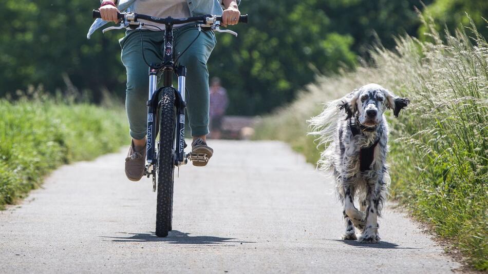 Tier auf Trab: 8 Tipps fürs Radeln mit Hund