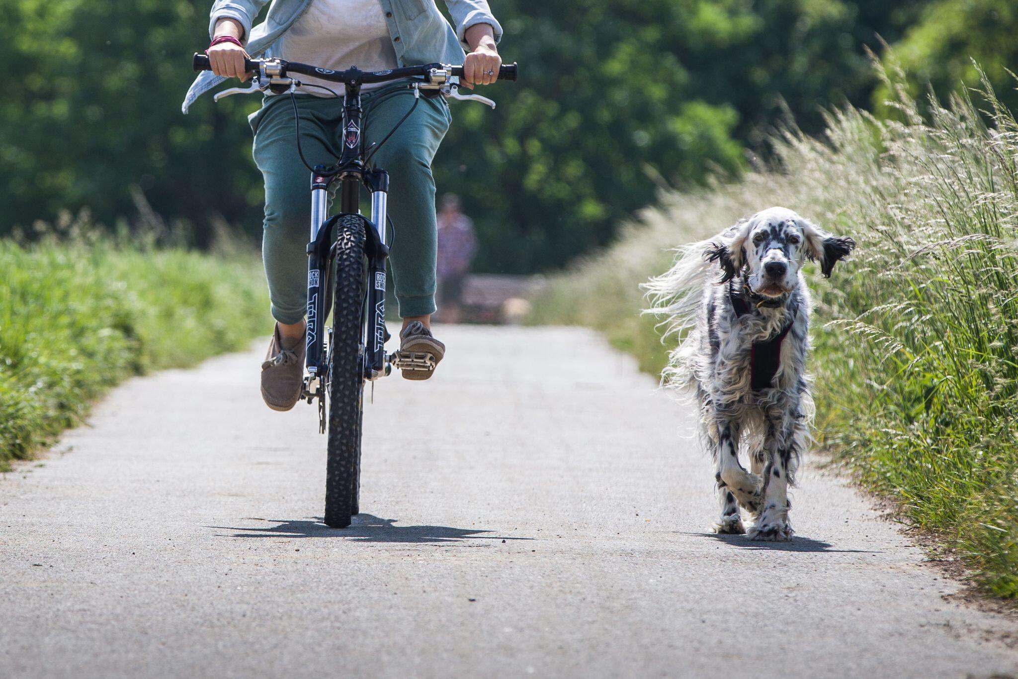 Radfahren Mit Hund Welche Rasse Und Was Man Beachten Sollte Gmxch 8374