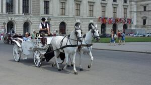 Fahrt mit der Kutsche mit Fiaker in Wien