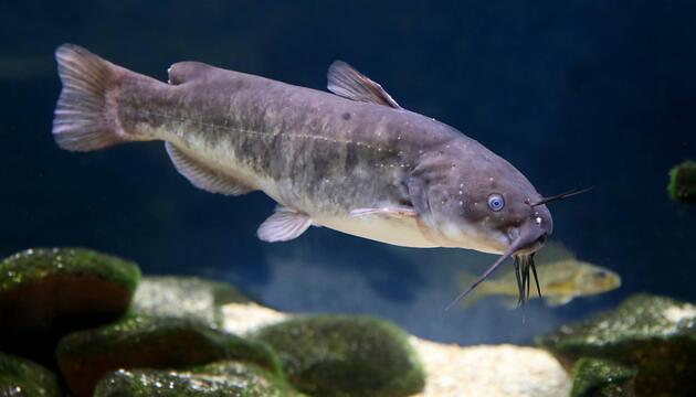 Zwergwels Ameiurus nebulosus