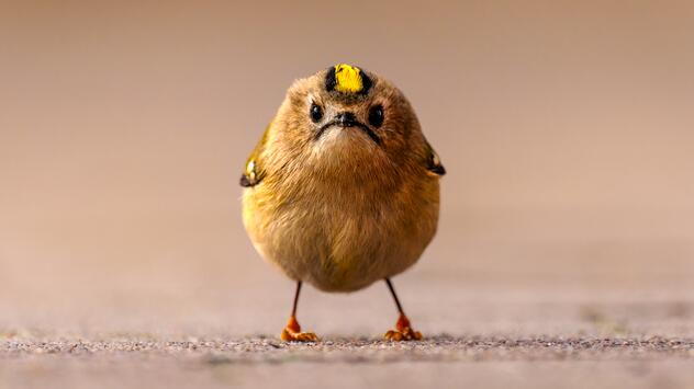 Nikon Comedy Wildlife