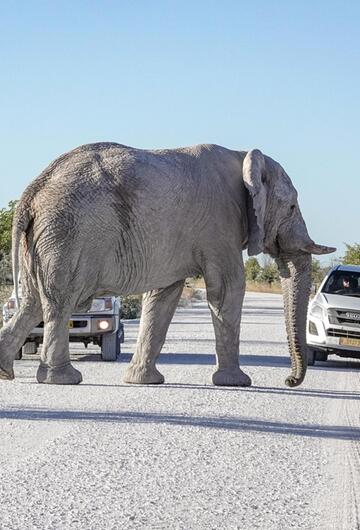 afrikanischer Savannenelefant