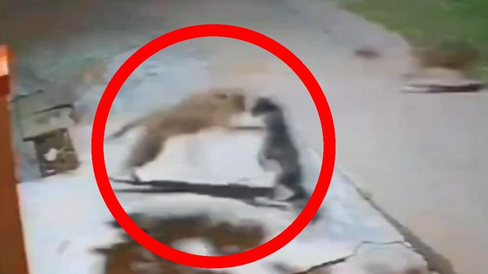 Leopard hat es auf Hund abgesehen – doch dann kommt das Rudel