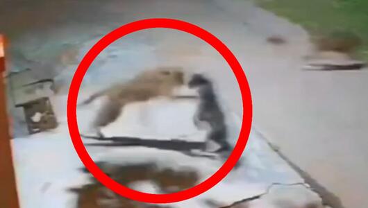 Leopard hat es auf Hund abgesehen – doch dann kommt das Rudel