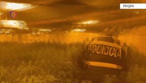 Illegale Cannabis-Plantage in Albanien ausgehoben