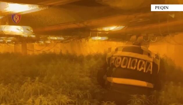 Illegale Cannabis-Plantage in Albanien ausgehoben
