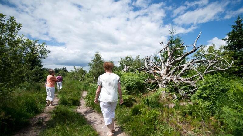 Wanderer auf dem Weg