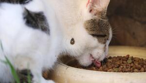 Eine weisse Katze mit braunen Flecken hat eine Zecke am Hals. Katze frisst aus Napf.