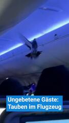 Tauben im Flugzeug