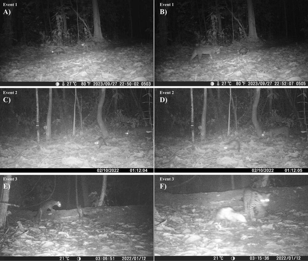 Opossums und Ozeloten
