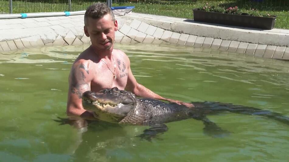 Alligator im Pool: Im Garten ist Frau Meyer los