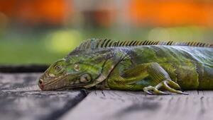 Wetter in USA - Kälterekord in Florida