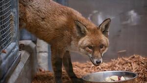 Fuchs reist als "blinder Passagier" von England nach  New York