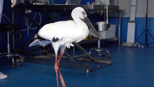 Zweite Chance in der Wildnis: Einbeiniger Storch erhält massgefertigte Prothese