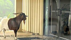 Tierischer Alarm in Texas: Ziegenbock kracht durch Kirchentür– 1.600 Dollar Schaden