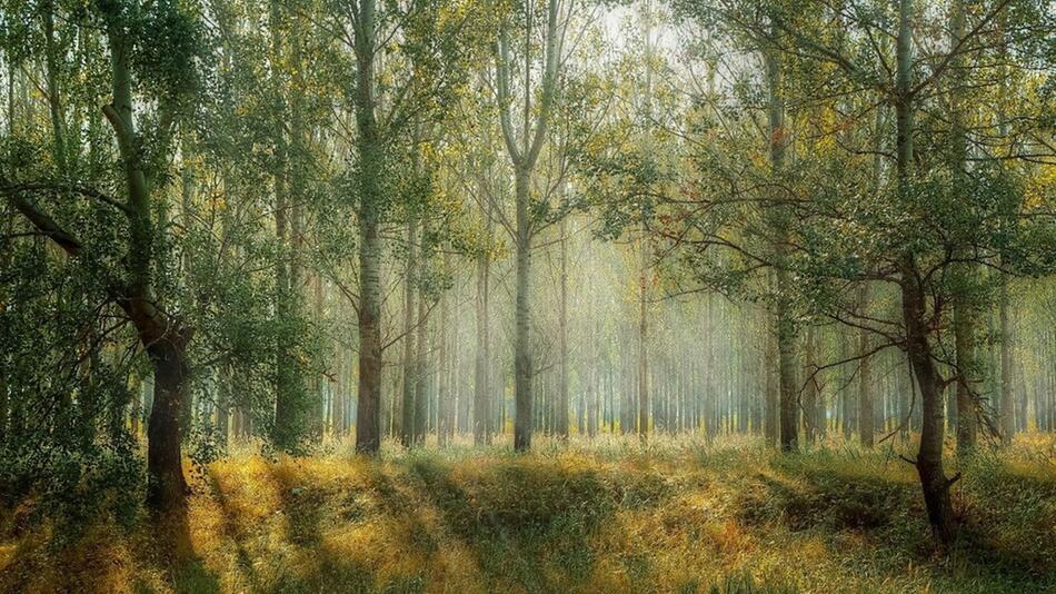 waldspaziergang