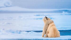 Eisbär Arktis Junges